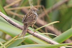 New Zealand Fernbird